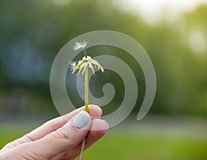 On a green background a hand in fingers holds a flower dandelion with two fluffy seeds