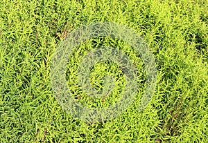 Green background of kochia plants