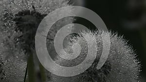 Green background. Landscape in macro photography. Creative. Big dandelions with dew and rain on them.Dripping drops