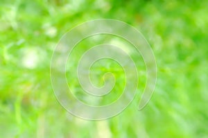 green background , leaves background or blur background or or Asteraceae, Eupatorium capillifolium or Eupatorium capillifolium