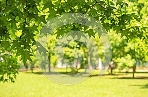 Green background from leaves and maple tree i