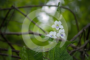 Green background little grass flowers nature beautiful toning design spring nature.