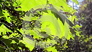 Green background with maple leaves. The sun`s rays shine on the leaves of the tree.