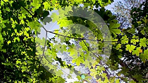 Green background with maple leaves. The sun`s rays shine on the leaves of the tree.