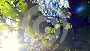 Green background with maple leaves. The sun`s rays shine on the leaves of the tree.