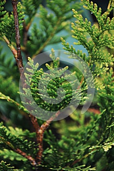 Green leaves of tuja, tuya background