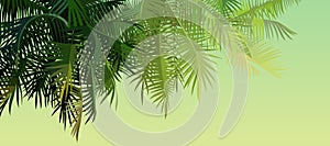 Green background with palm leaves lit by the sun