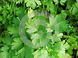 Green background of parsley plantation. agriculture plant