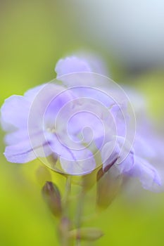 Green background with purple flowers