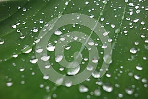 Green background with rain drops