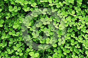 Green background with shamrocks. St.Patrick day