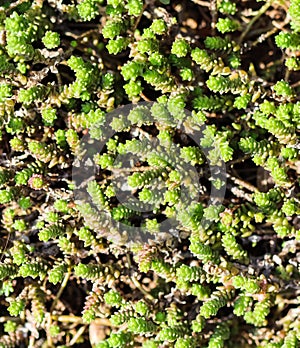 Green background with small sedum succulents in the garden. Nature backdrop