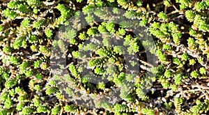 Green background with small sedum succulents in the garden. Nature backdrop