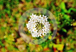 On a green background, small white flowers form a sphere. Yellow stamen