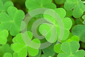 Green background with three-leaved shamrocks.