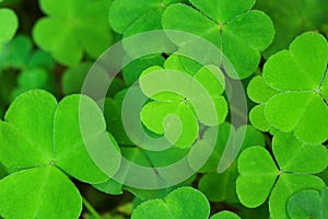 Green background with three-leaved shamrocks.