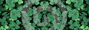 Green background with three-leaved shamrocks, Lucky Irish Four Leaf Clover in the Field for St. Patricks Day holiday symbol.