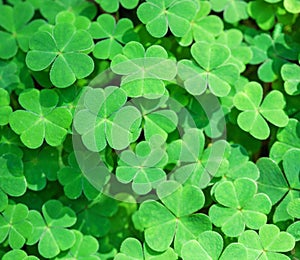 Green background with three-leaved shamrocks. St. Patrick`s day holiday symbol.