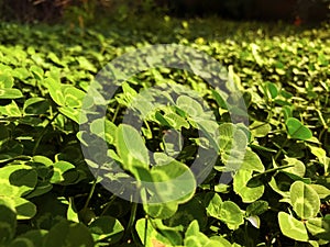 Green background with three-leaved shamrocks. St. Patrick`s day holiday symbol.