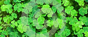 Green background with three-leaved shamrocks.