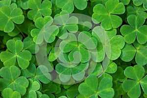 Green background with three-leaved shamrocks. St. Patrick`s day holiday symbol. Shallow DOF. Selective focus photo