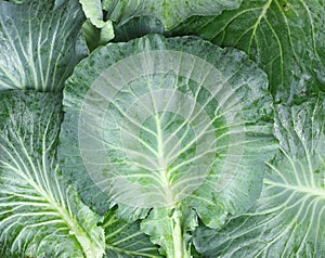 Green background - Top view of cabbage leaves after havest