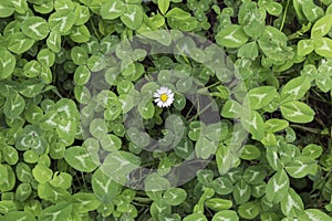 Green background of clovers with a lonely daisy photo