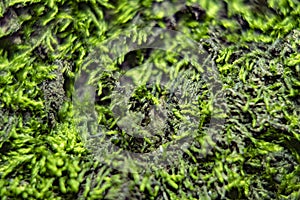 Green background with tree climacium moss in soft focus photo