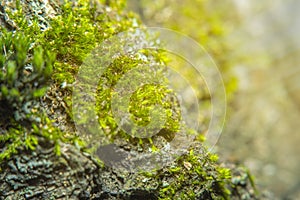 Green background with tree climacium moss in soft focus at high magnification