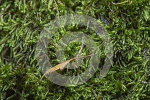 Green background with tree climacium moss in soft focus at high magnification