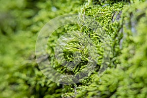 Green background with tree climacium moss in soft focus at high magnification.