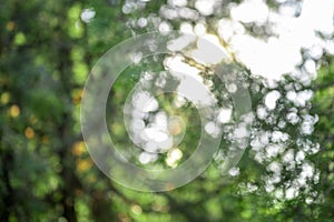 Green background of tree foliage. Fresh healthy green bio background with abstract blurred foliage