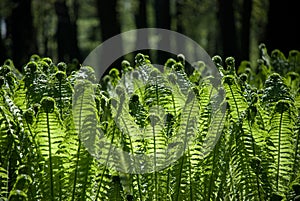 Green background with trees and ferns