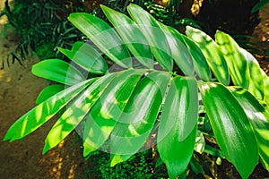 Green background of tropical leaves. Plant Zamia furfuracea.