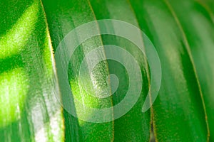 Green background of tropical leaves. Plant Zamia furfuracea