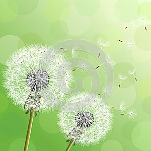 Green background with two flowers dandelions