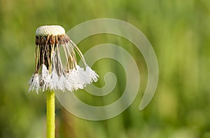 Green background of white wet fluffy dandelion macro closeup