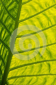 Green backlit giant leaf