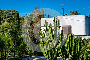 Green backyard with cactus and palms of a typical white house in