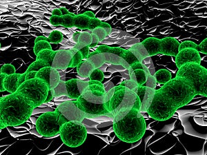 Green bacterias