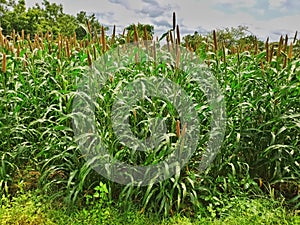 Green bajara crops in the field