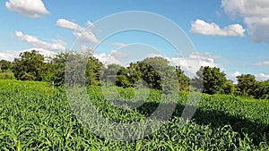 Green bajara cross in the field