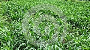 Green bajara cross in the field