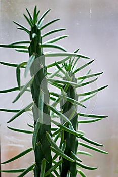 green bald cylindropuntia domestica close-up