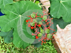 the green Balinese jatropha plant