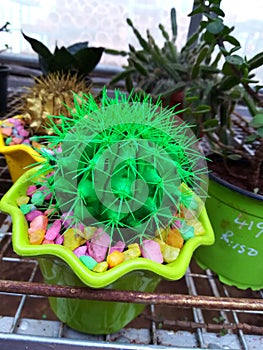 Green ball cactus with green spikes [Echinocactus]
