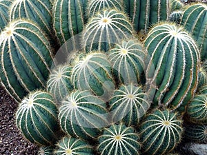 The Green Ball Cactus plant