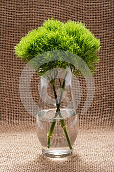 Green Ball - Dianthus Barbatus - Sweet William. Unique Ball-shaped, lime green flowers in clear glass vase isolated on natural