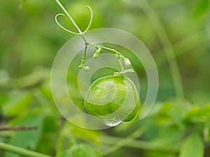 Green Balloon vine with blur background