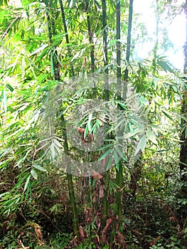 Green bamboe tropical rainforest background
